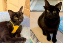 基因突變多2耳像「小翅膀」 收容所PO「4耳小黑貓照」網搶收養